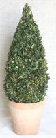 30 inch   Boxwood Cone Topiary